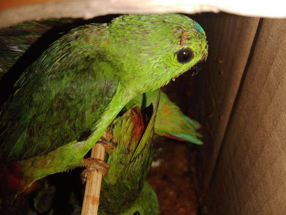 Pengungkapan penyelundupan 55 ekor burung di Pelabuhan Bakauheni oleh petugas Karantina Lampung. (Dok. Satpel Karantina Bakauheni).