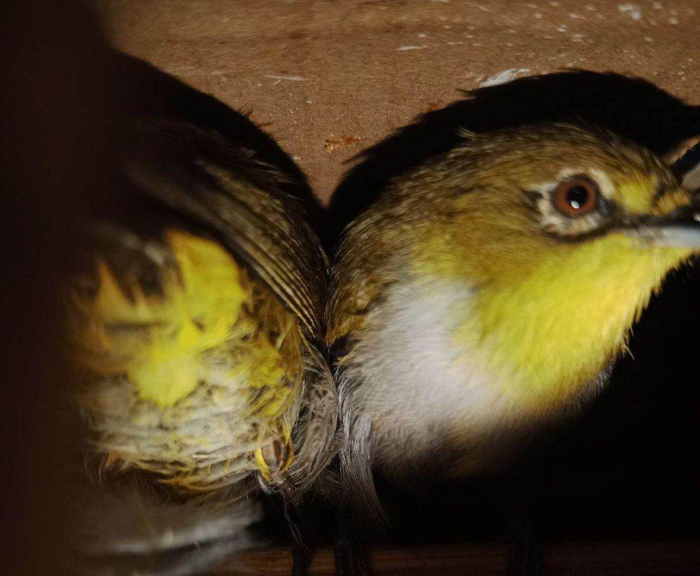 Pengungkapan penyelundupan 55 ekor burung di Pelabuhan Bakauheni oleh petugas Karantina Lampung. (Dok. Satpel Karantina Bakauheni).