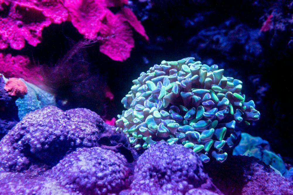 fenomena alam bioluminescence dari coral euphyllia paraancora (unsplash.com/David Clode)