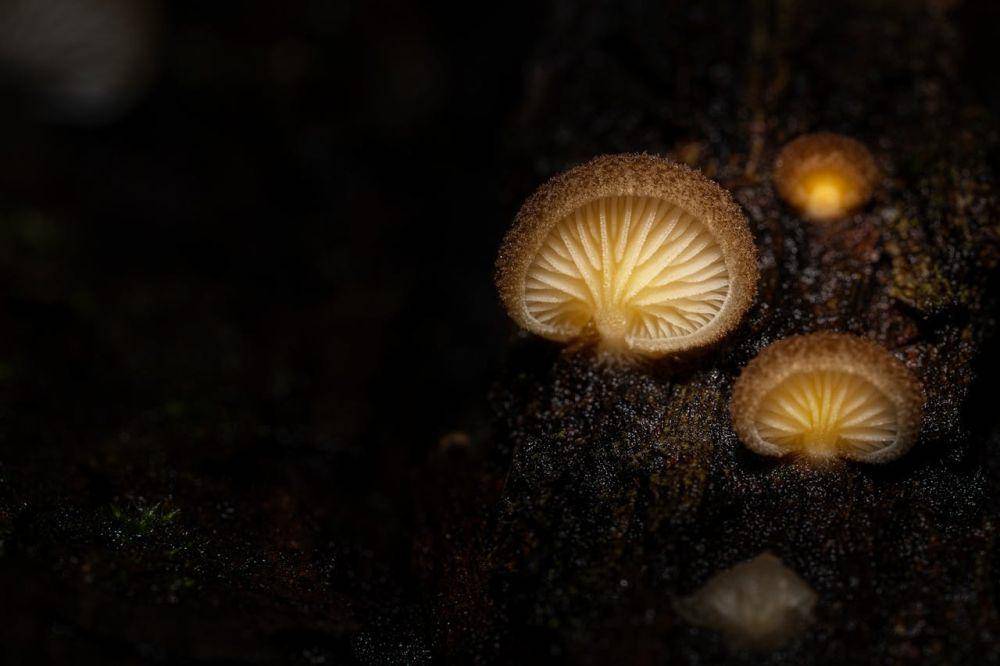 fenomena alam bioluminescence, jamur hohenbuehelia (pexels.com/Gerardo Carranza Puga)