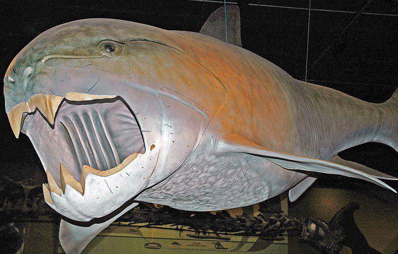 model Dunkleosteus di Cleveland Museum of Natural History, Ohio (commons.wikimedia.org/James St. John)