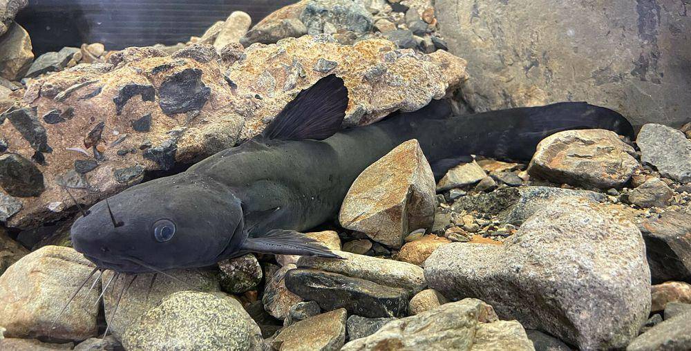 Ordo Siluriformes (commons.wikimedia.org/Totti)