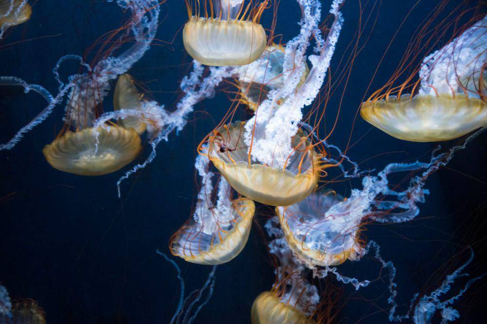 fenomena alam bioluminescence, potret habitat ubur-ubur jelatang laut di samudra pasifik (pexels.com/David Yu)