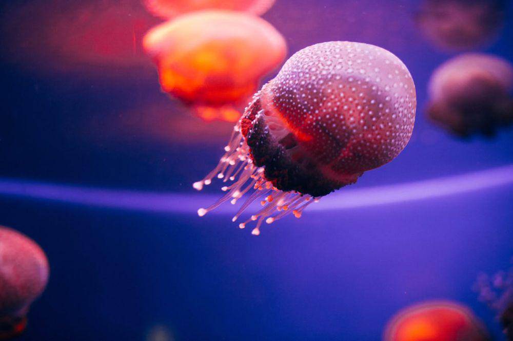fenomena alam bioluminescence, ubur-ubur cannonball (pexels.com/Rachel Claire)