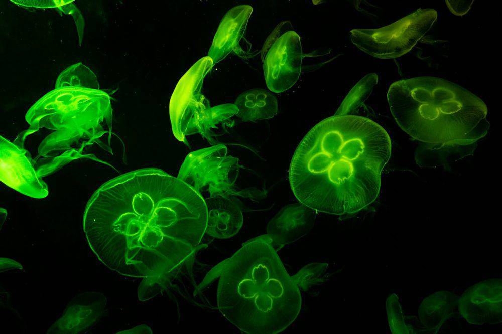 fenomena alam bioluminescence, warna cahaya hijau dari ubur-ubur bulan (pexels.com/Willy Arisky)