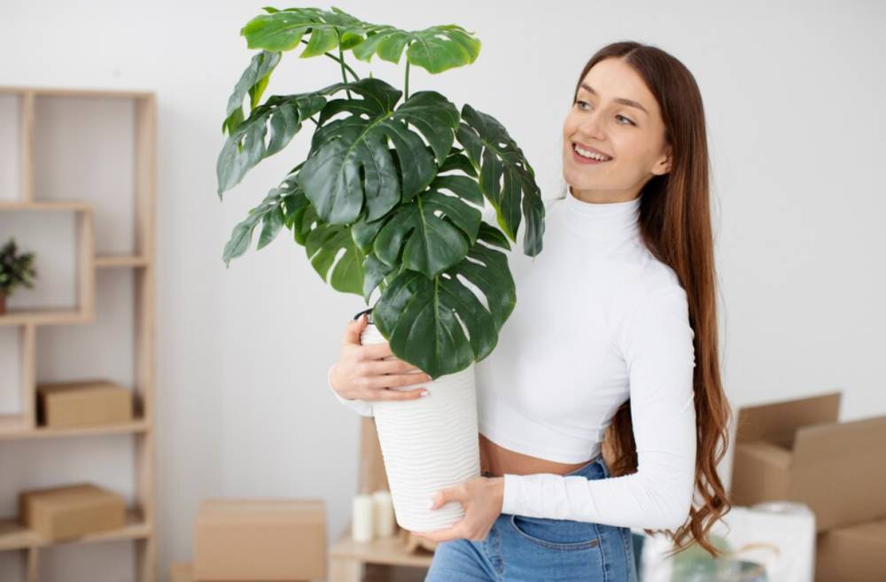 ilustrasi monstera (freepik.com/freepik)