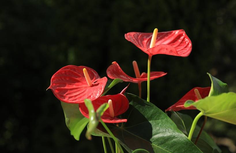 ilustrasi anthurium (pixabay.com/cuiaimin)