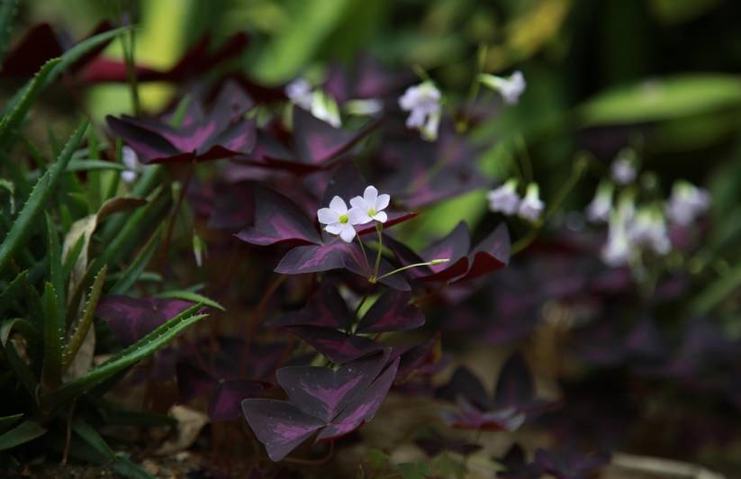 ilustrasi purple shamrock (pixabay.com/pieonane)