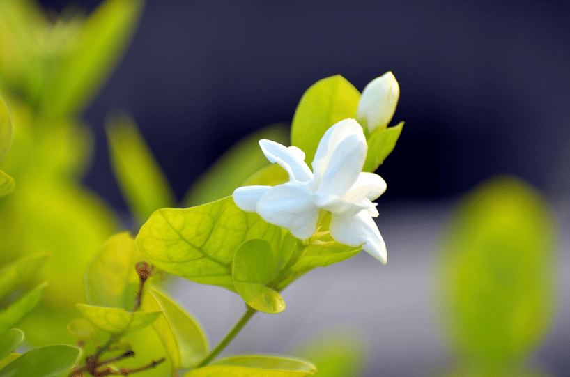 ilustrasi melati (pixabay.com/SandeepHanda)