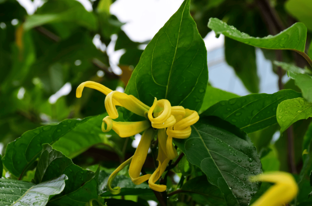 5 Tanaman Hias Berbunga yang Wanginya Bikin Rumah Jadi Harum