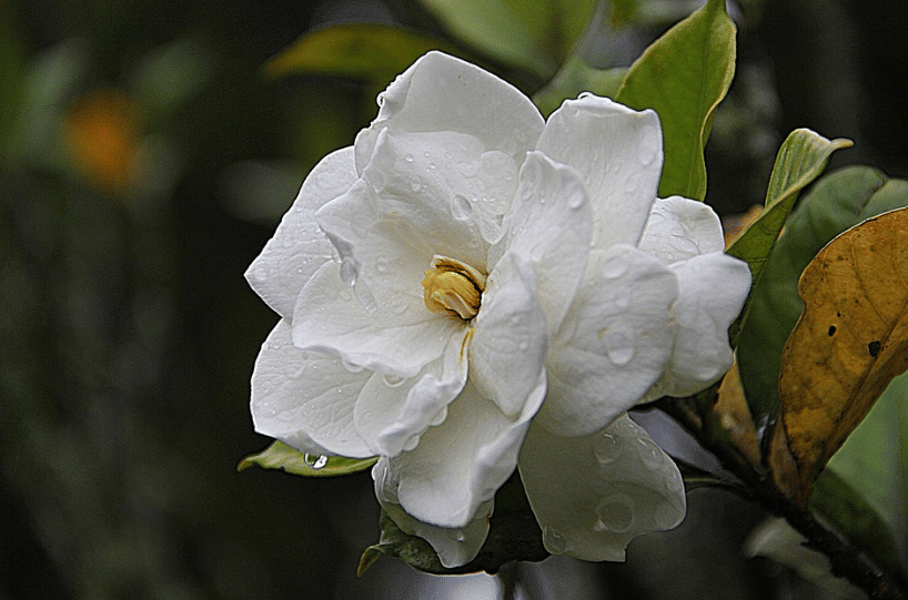 ilustrasi gardenia (pixabay.com/oom_endro)