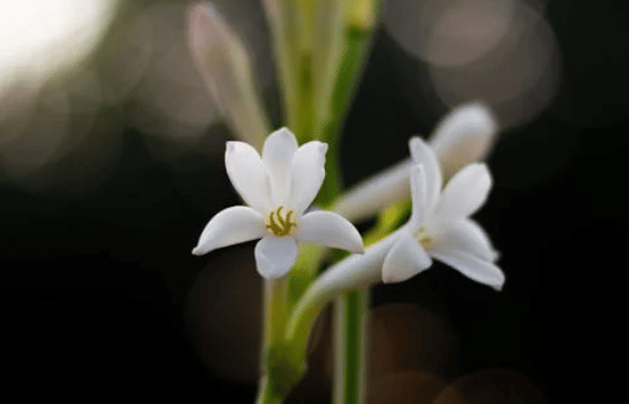 ilustrasi sedap malam (pexels.com/Pupun Patra)