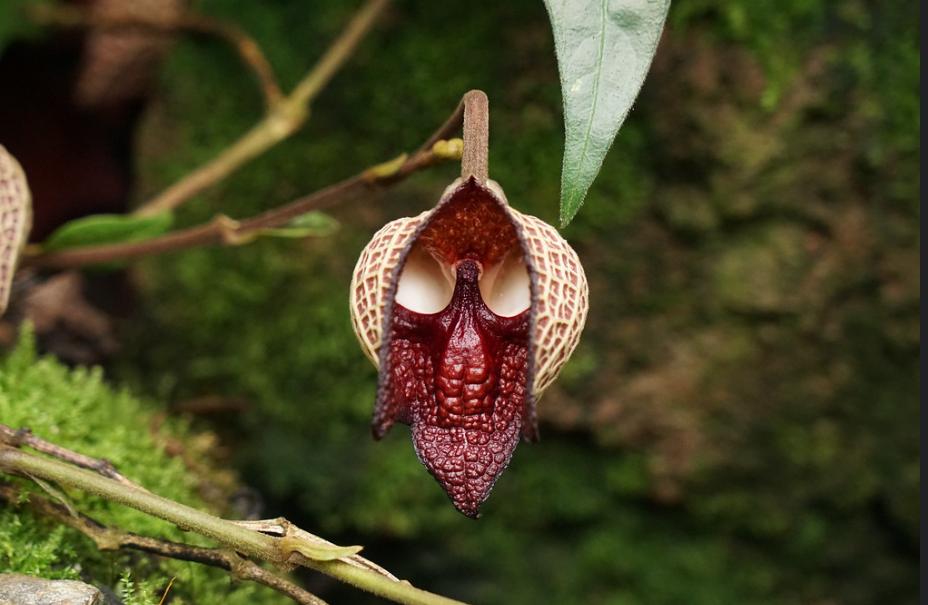 5 Tanaman Hias Berbunga Unik Ini Jarang Orang Tahu, Bisa Jadi Koleksi!
