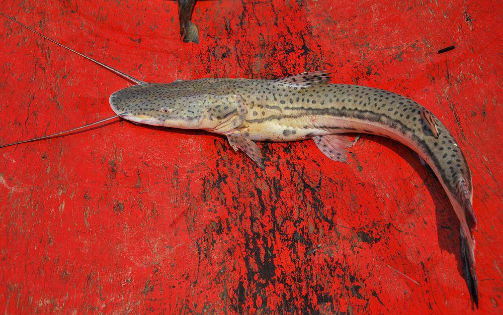 Ordo Silurformes (commons.wikimedia.org/Whaldener Endo)