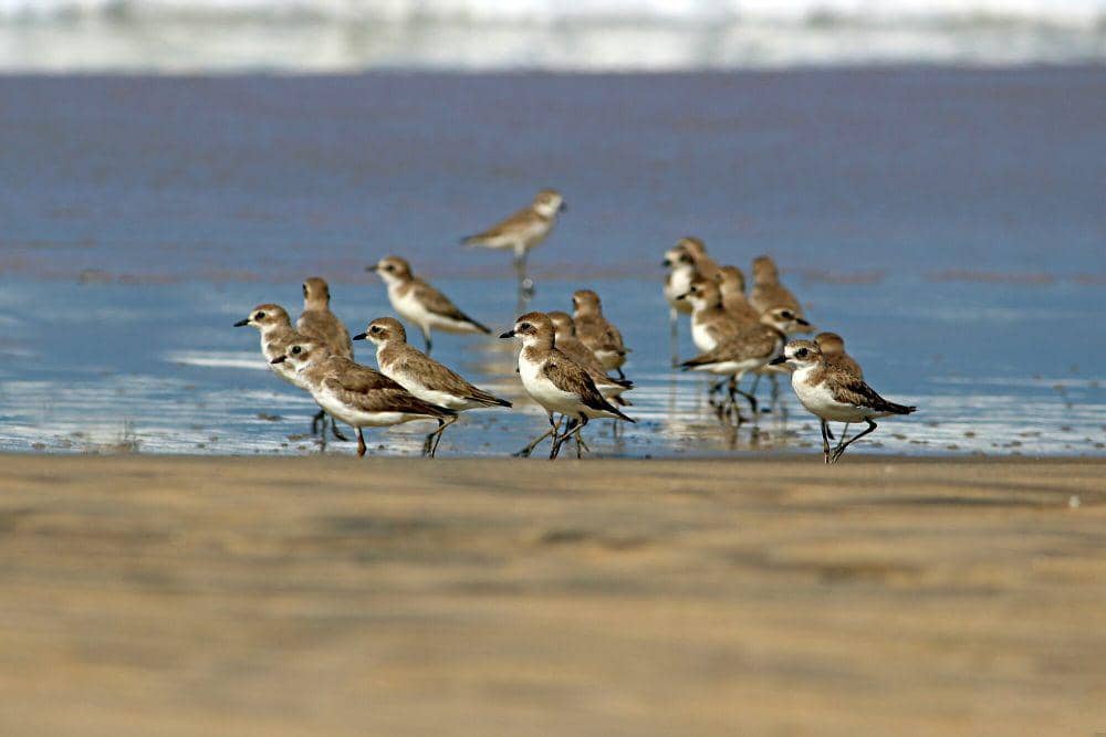 Lesser sand plover (commons.m.wikimedia.org/Rison Thumboor)