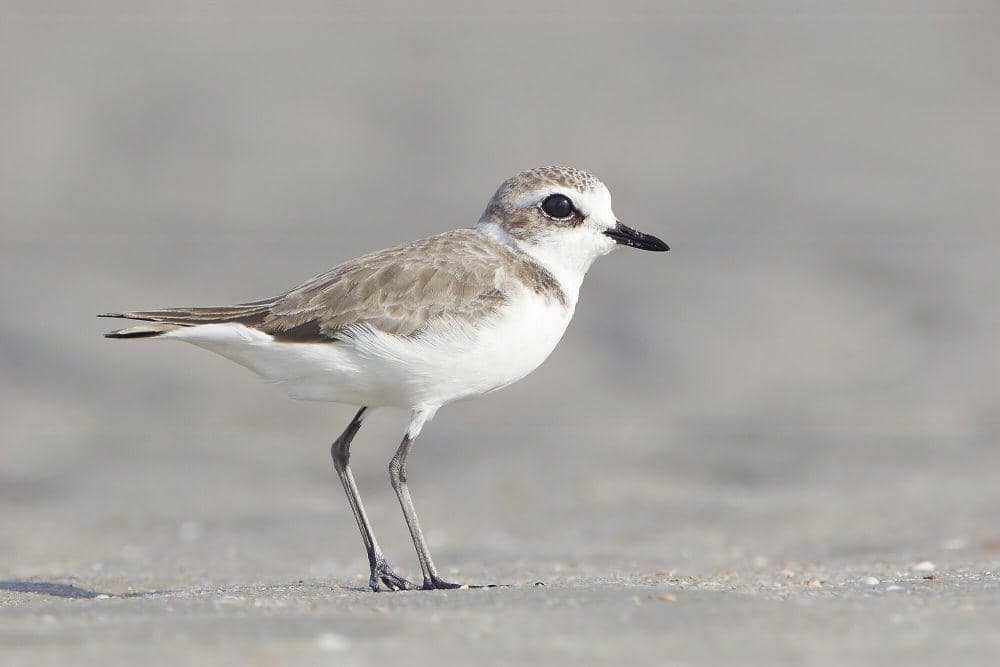 Lesser sand plover (commons.m.wikimedia.org/JJ Harrison)