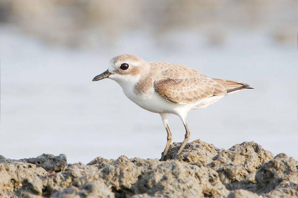 Lesser sand plover (commons.m.wikimedia.org/JJ Harrison)