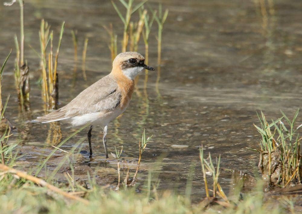 Lesser sand plover (commons.m.wikimedia.org/Imran Shah)