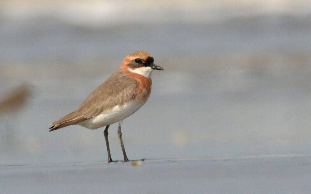 5 Fakta Menarik Lesser Sand Plover, Vokalisasinya Terdengar Unik!