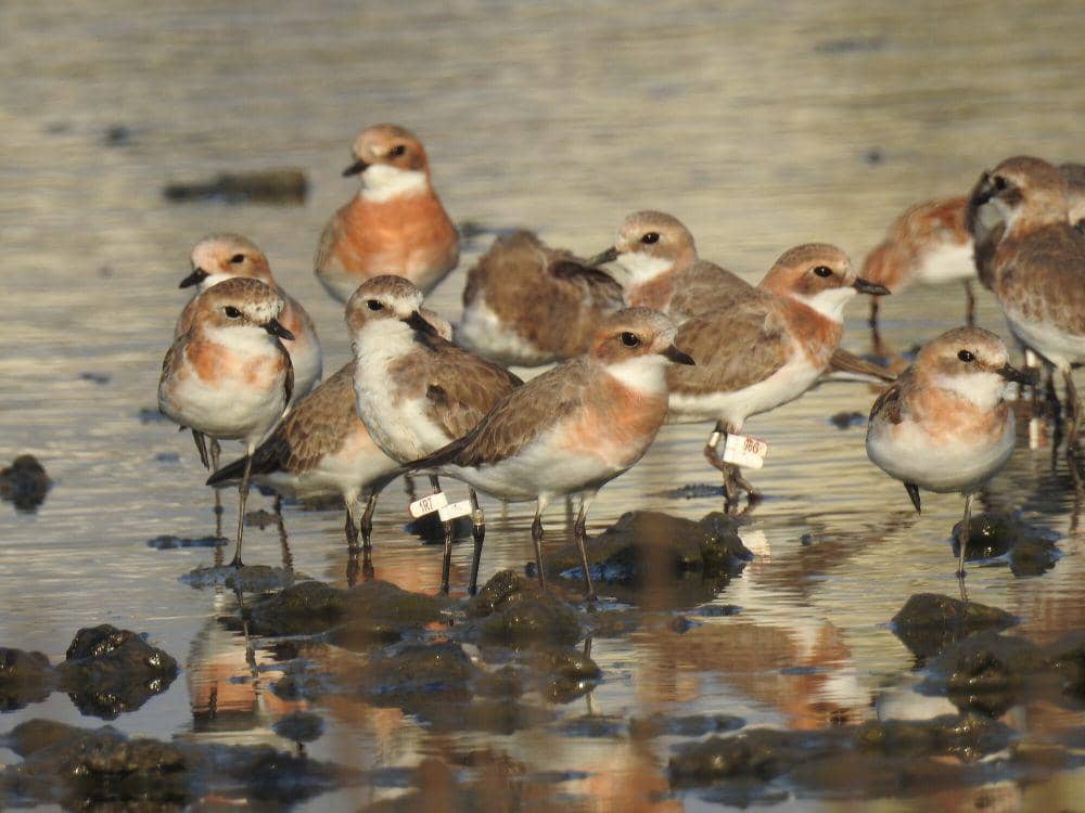 Lesser sand plover (commons.m.wikimedia.org/Dr. Raju Kasambe)