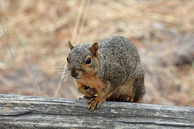Fox squirrel (commons.wikimedia.org/Skyttea)