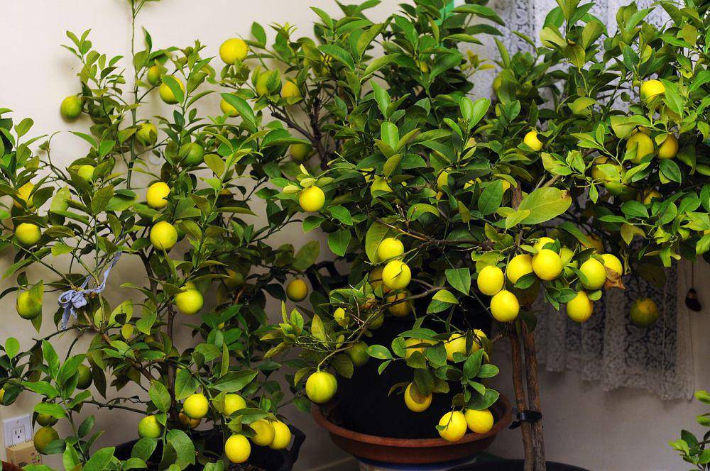 lemon meyer (commons.wikimedia.org/Milan Suvajac)
