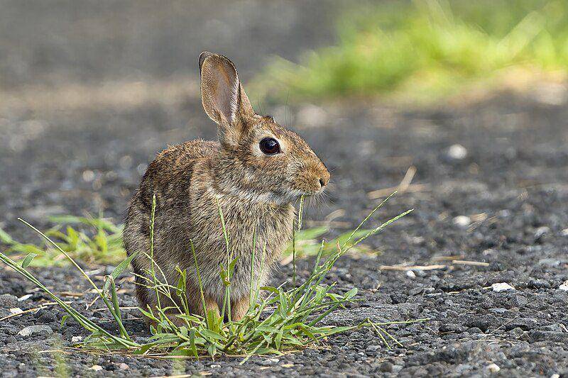 Eastern cottontail (commons.wikimedia.org/Paul Danese)