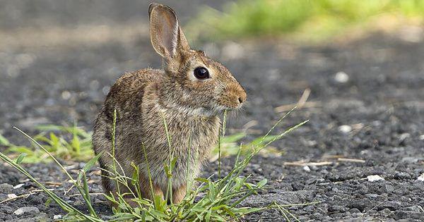 4 Hewan Endemik Memukau yang Hidup di Arkansas, Ada Kupu-kupu Cantik!