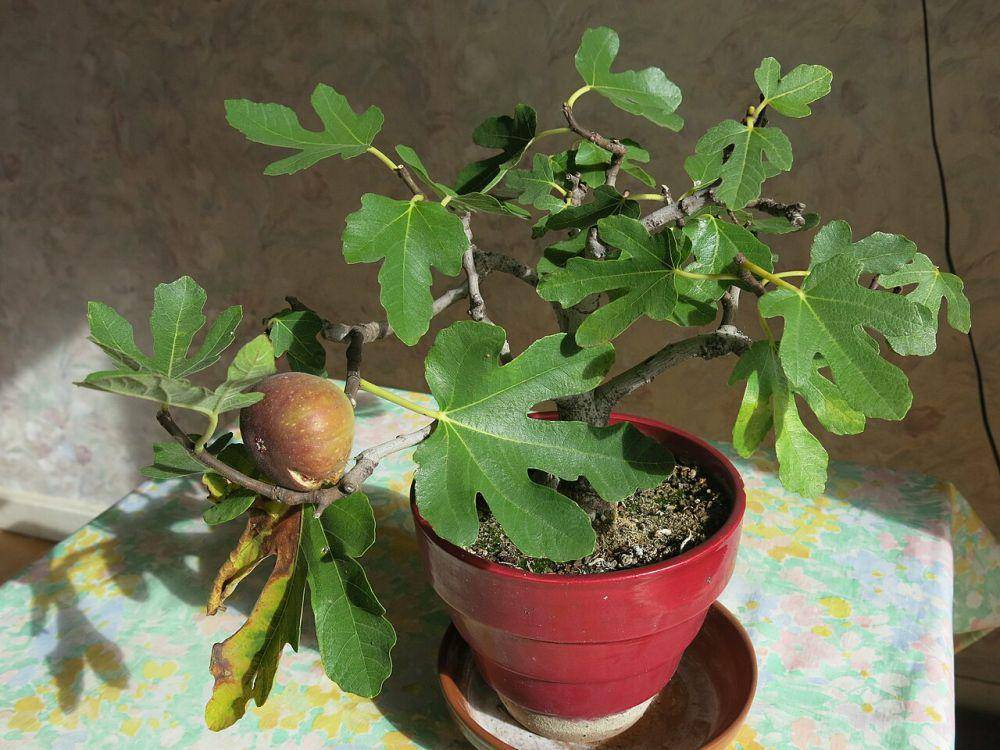 buah tin (commons.wikimedia.org/Tangopaso)