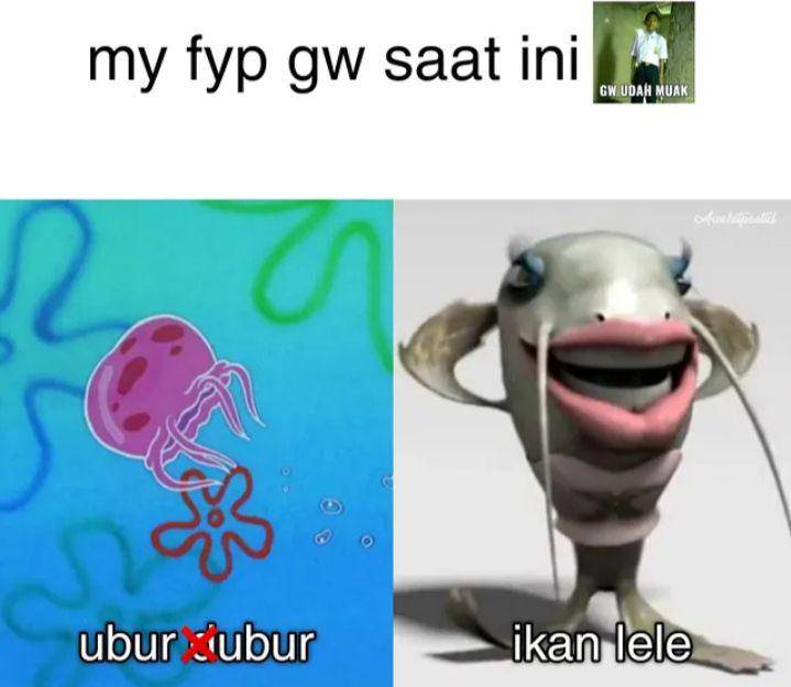 meme ubur-ubur ikan lele (instagram.com/awshitpostid)