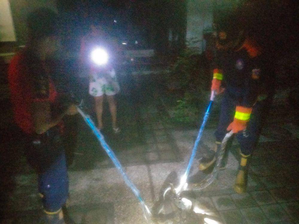 Petugas Dinas Damkartan mengevakuasi ular piton di Desa Labasari, Kecamatan Abang, Karangasem, Minggu (2/2/2025). (Dok.Humas Dinas Damkartan)