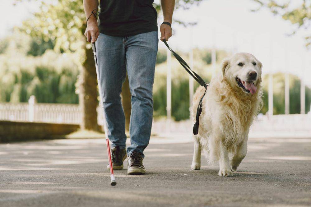 Ilustrasi anjing Golden Retriever (pexels.com/Photo by Gustavo Fring)