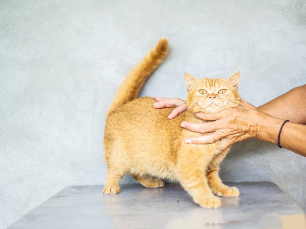 9 Inspirasi Nama Kucing Bertema Minuman Manis, Unik dan Menggemaskan