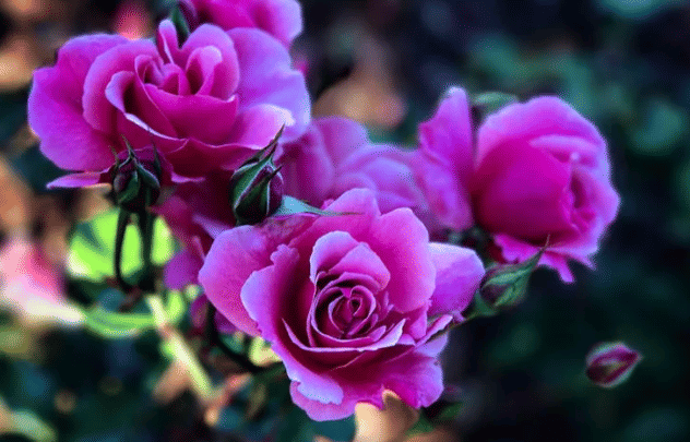 ilustrasi mawar (pexels.com/Chad Spacey)