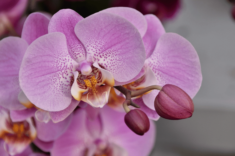 ilustrasi anggrek (pixabay.com/JACLOU-DL)