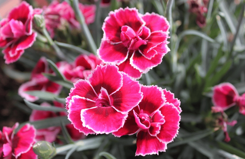 5 Tanaman Hias Berbunga yang Bisa Dijadikan Buket Cantik