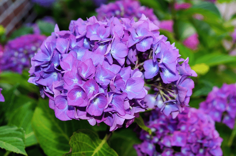 ilustrasi hortensia (pixabay.com/Kapa65)