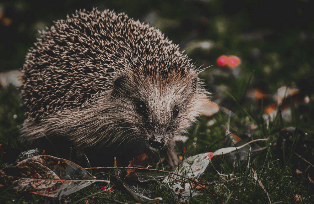 ilustrasi landak (pexels.com/Alexas Fotos)