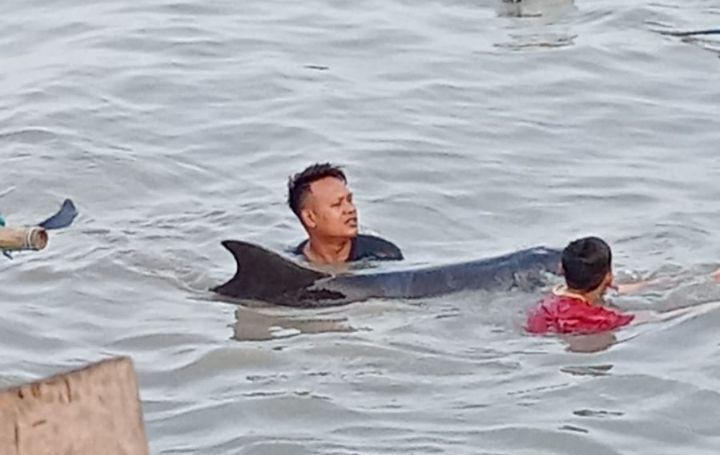 Lumba-lumba Terdampar di Kaki Suramadu, Dikembalikan ke Laut