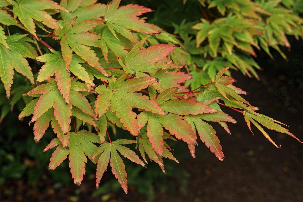 ilustrasi maple jepang (flickr.com/Fiona Drummond)