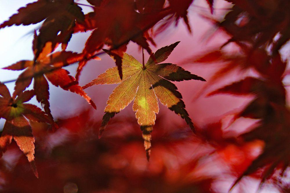 5 Fakta Menarik Maple Jepang, Memiliki Lebih dari 1000 Kultivar!