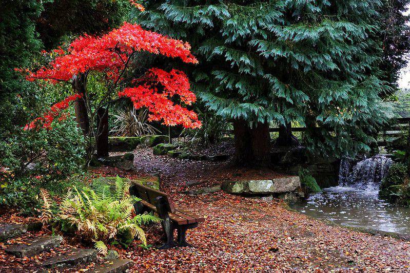 ilustrasi maple jepang (flickr.com/Fiona Drummond)