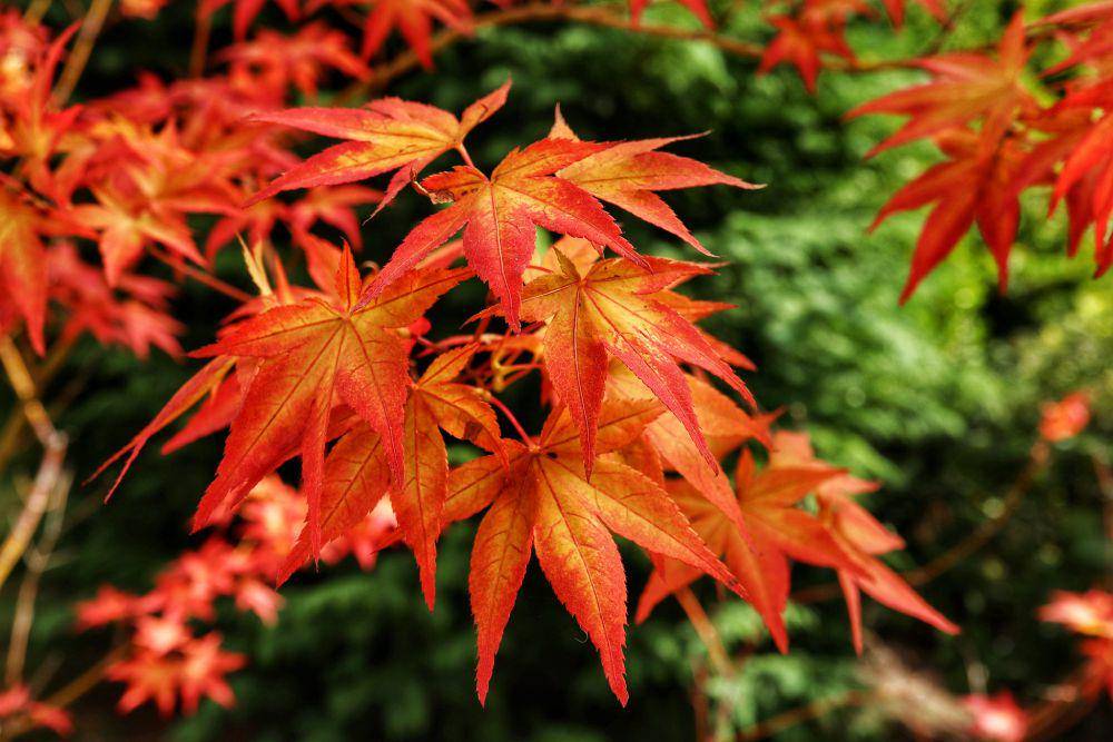 ilustrasi maple jepang (flickr.com/Fiona Drummond)