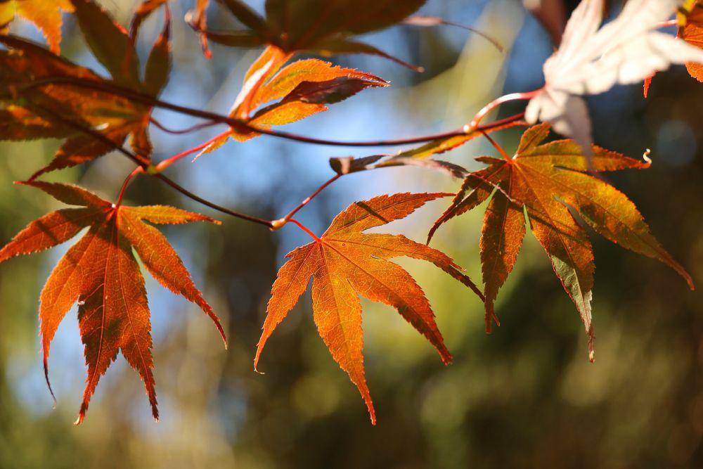 ilustrasi maple jepang (flickr.com/Fiona Drummond)