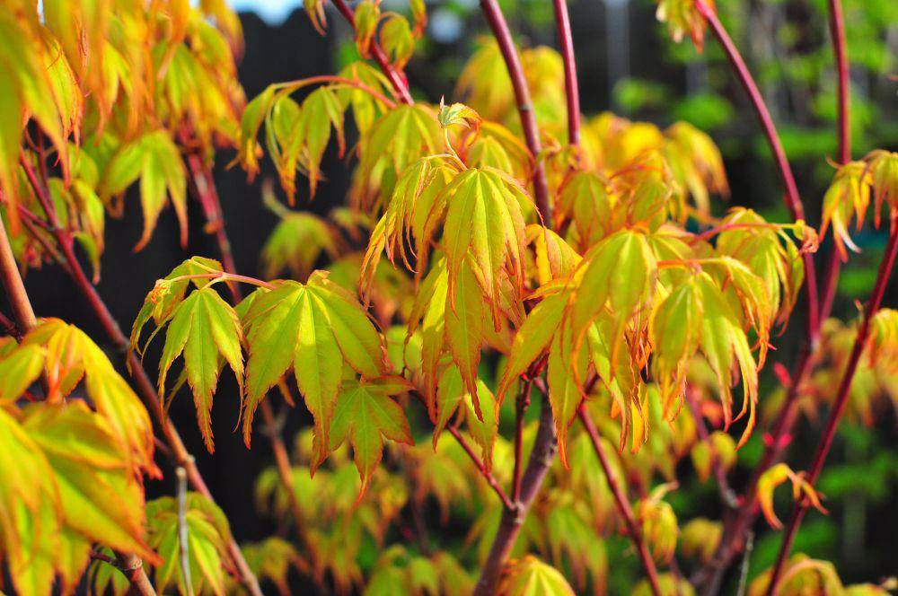 ilustrasi maple jepang (flickr.com/Brian JawBreaker)