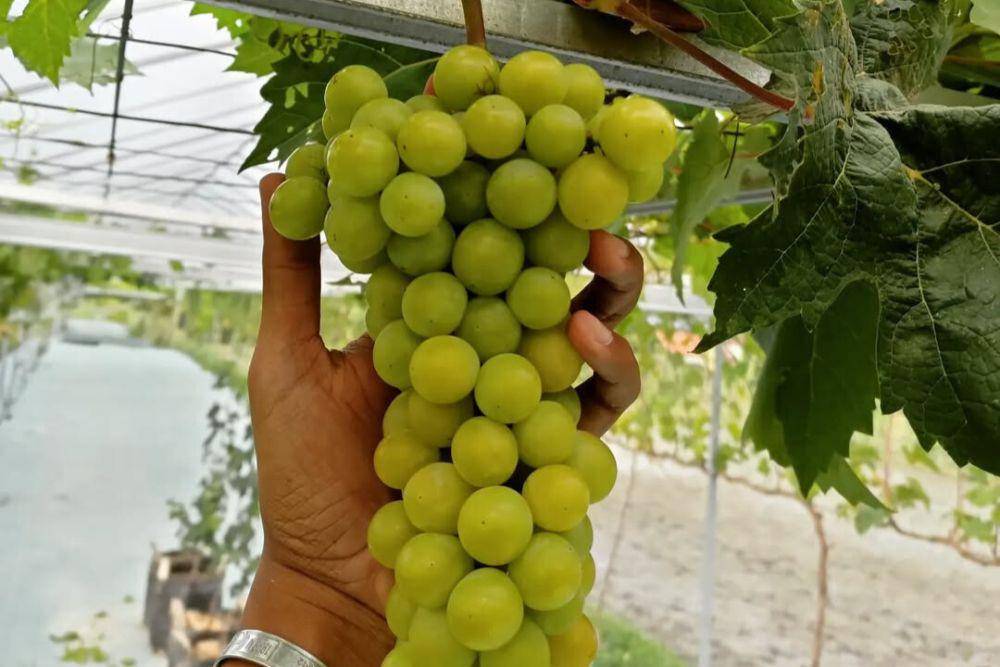Potret Kebun Anggur Klaten (instagram.com/kebun_anggur_klaten)