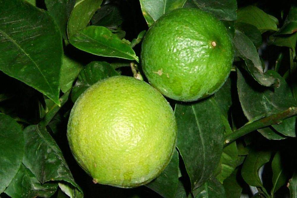 ilustrasi jeruk bergamot (commons.wikimedia.org/Benutzer:K_reger)