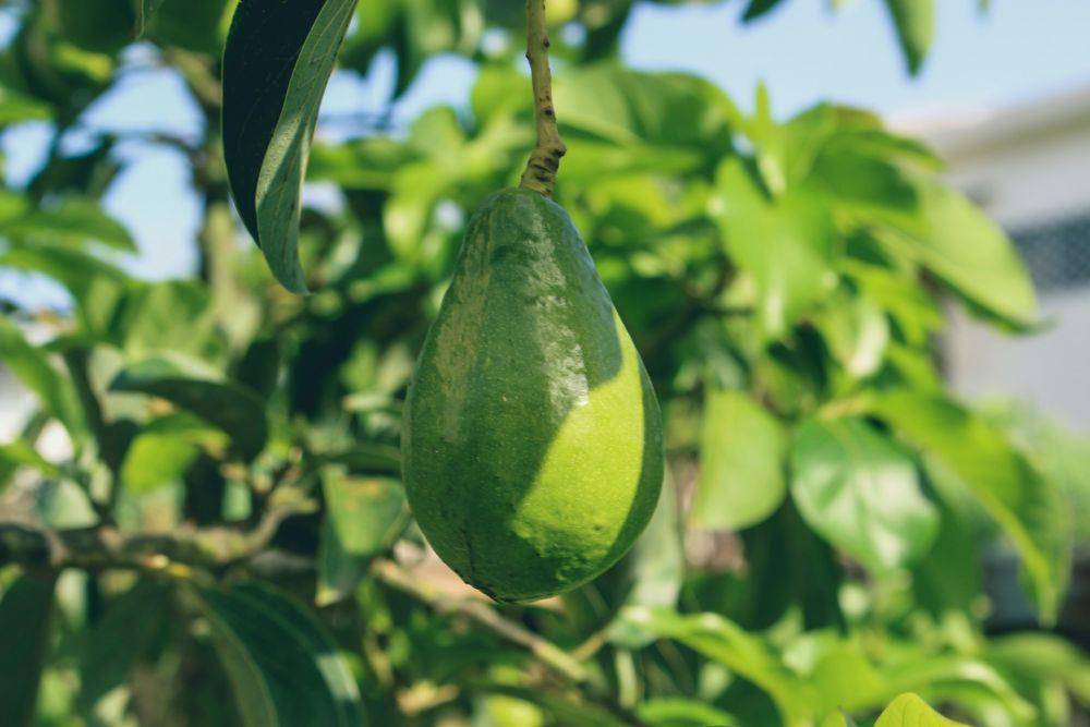 Ilustrasi wisata petik buah (unsplash.com/Jametlene Reskp)
