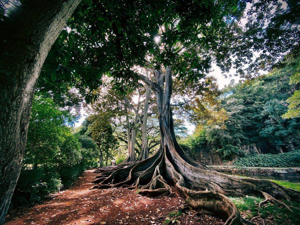 National Tropical Botanical Garden (unsplash.com/Jason Weingardt)