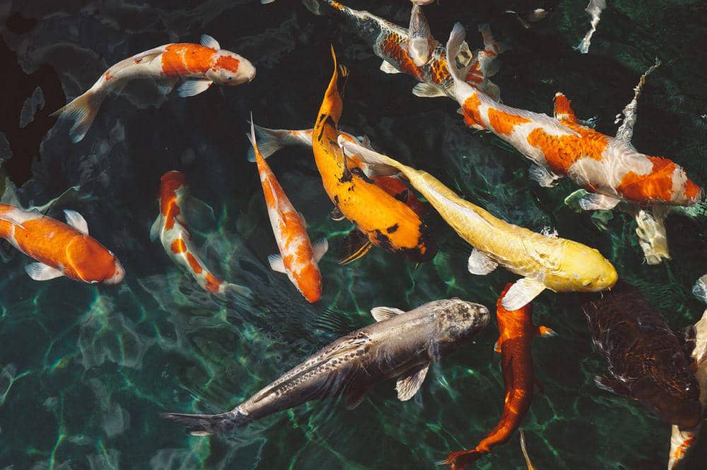 Ilustrasi ikan (pixabay.com)